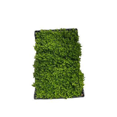 100 Piante di Agathea Coelestis 7cm-Piante Da Cespuglio|Mondo Piante