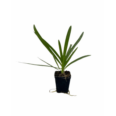 100 Piante di Agapanthus Africano Bianco 7cm-Cespuglio|MondoPiante