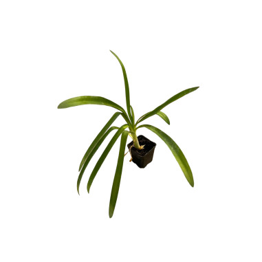 Agapanthus Plant for Sale - Piante Da Cespuglio Online | Mondo Piante