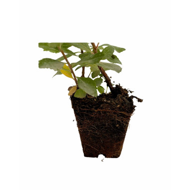 10 Piante di Corbezzolo in Vaso 7cm - Pianta Da Cespuglio|Mondo Piante