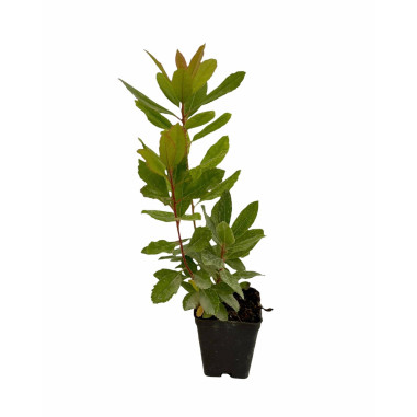 Corbezzolo Plant for Sale - Bush Plants Online | Mondo Piante