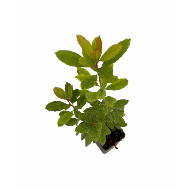 10 Piante di Corbezzolo in Vaso 7cm - Pianta Da Cespuglio|Mondo Piante