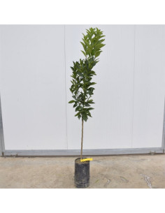 Albero di Arancio Sanguinello 3 Anni | Mondo Piante