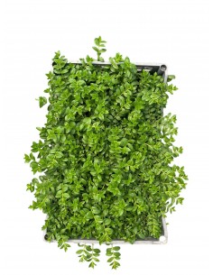 copy of Cuphea Hyssopifolia...