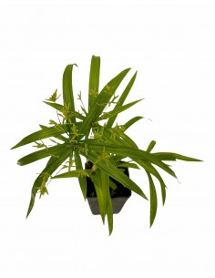 copy of Cyperus Papyrus Plant 2