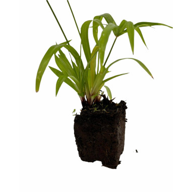 Cyperus Papyrus Plant for Sale - Bush Plants Online | Mondo Piante