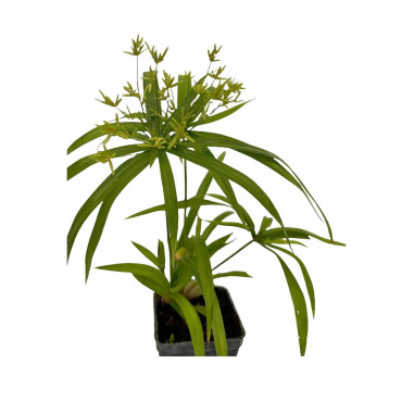 10 Piante di Papiro in Vaso 7cm- Piante Da Cespuglio | Mondo Piante