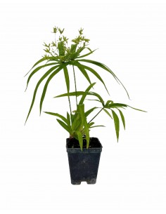 copy of Cyperus Papyrus Plant