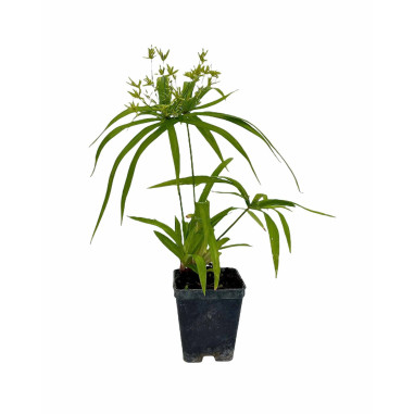 Cyperus Papyrus Plant for Sale - Bush Plants Online | Mondo Piante
