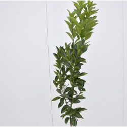 Sanguinello Orange Tree 2