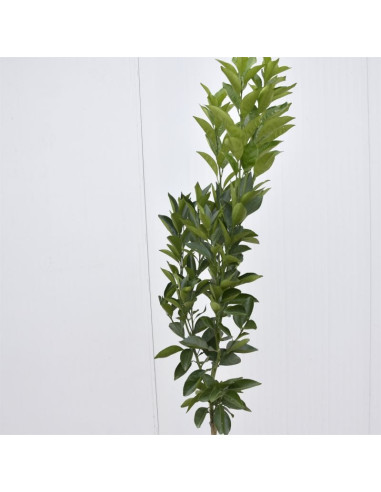 Vendita Albero Arancio Sanguinello 3 anni-Agrumi OnLine | Mondo Piante