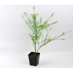 10 Piante Cytisus in Vaso 7cm