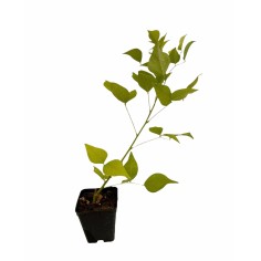 10 Piante di Erythrina-Vendita Piante Da Cespuglio Online|Mondo Piante