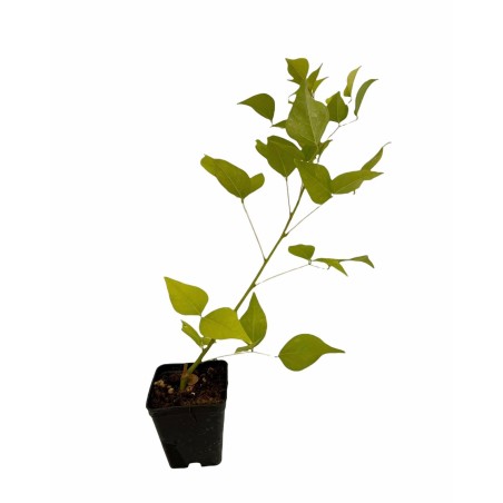 10 Piante di Erythrina-Vendita Piante Da Cespuglio Online|Mondo Piante