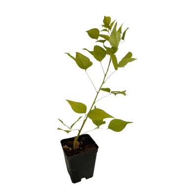 Vendita PiantaErythrina Cristagalli-Piante Da Cespuglio| Mondo Piante