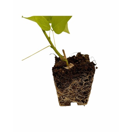 10 Piante di Erythrina-Vendita Piante Da Cespuglio Online|Mondo Piante