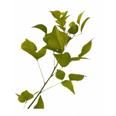 10 Piante di Erythrina-Vendita Piante Da Cespuglio Online|Mondo Piante