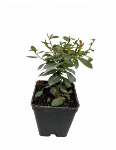 copy of Escallonia Red...