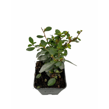 10 Piante di Escallonia Vaso 7cm - Piante Da Cespuglio|Mondo Piante