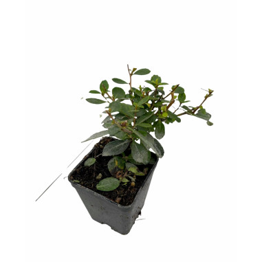 10 Piante di Escallonia Vaso 7cm - Piante Da Cespuglio|Mondo Piante