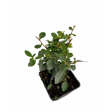 10 Piante di Escallonia Vaso 7cm - Piante Da Cespuglio|Mondo Piante