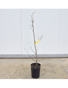 Albero di Nocciolo 3 Anni | Mondo Piante