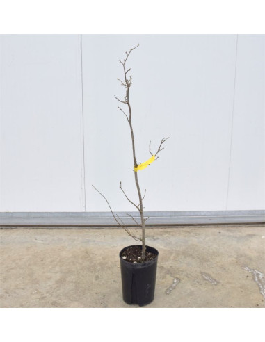 Albero di Nocciolo 3 Anni | Mondo Piante