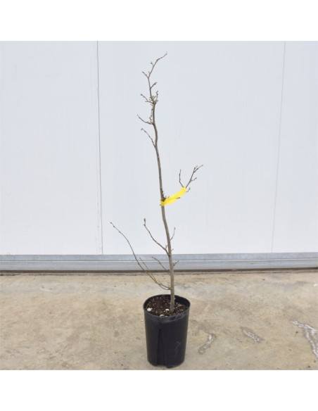 Albero di Nocciolo 3 Anni | Mondo Piante