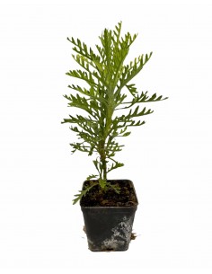 10 Piante di Euryops...