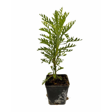 10 Piante di Euryops Pectinatus Vaso 7cm -Cespugli Online|Mondo Piante