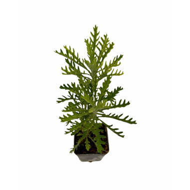 10 Piante di Euryops Pectinatus Vaso 7cm -Cespugli Online|Mondo Piante