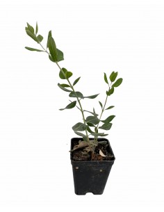 10 Piante di Feijoa...