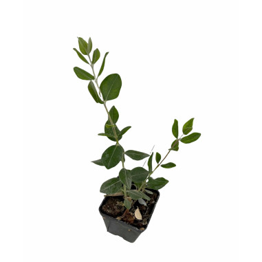 10 Piante di Feijoa Sellowiana Vaso 7cm-Piante Da Cespuglio|MondoPiante