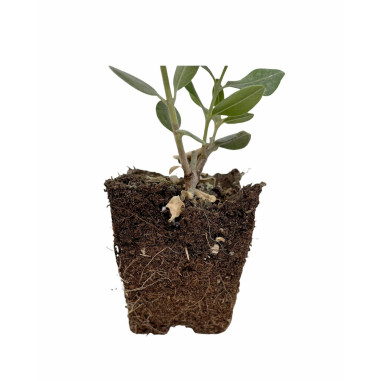 10 Piante di Feijoa Sellowiana Vaso 7cm-Piante Da Cespuglio|MondoPiante