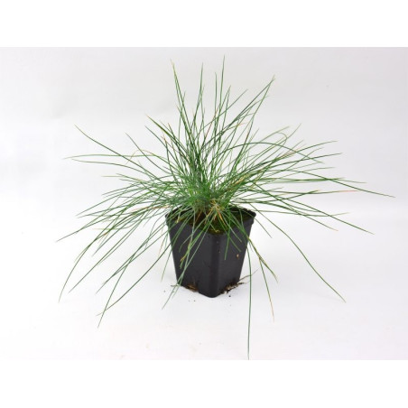 10 Piante di Festuca Argentea Vaso 7cm-Piante Da Cespuglio|Mondo Piante
