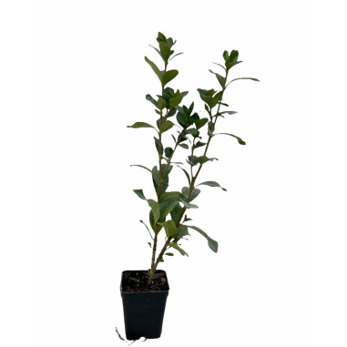 10 Piante di Gardenia Vaso 7cm-Piante Da Cespuglio Online|Mondo Piante