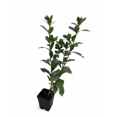 10 Piante di Gardenia Vaso 7cm-Piante Da Cespuglio Online|Mondo Piante