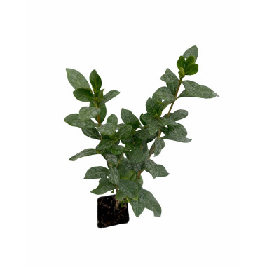 Gardenia Kimberly Plant for Sale - Bush Plants Online | Mondo Piante