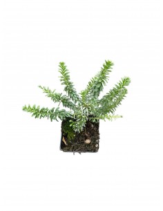 10 Piante di Grevillea...