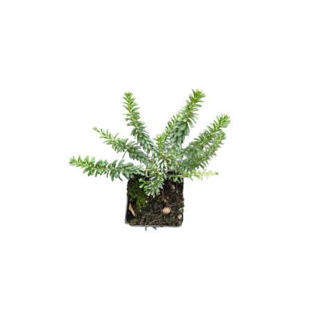 10 Piante di Grevillea Tamboritha Vaso 7cm - Pianta Online|MondoPiante