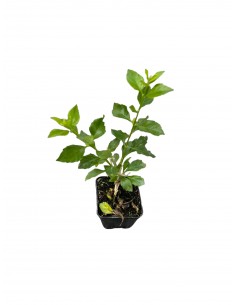 copy of Duranta Repens Plant