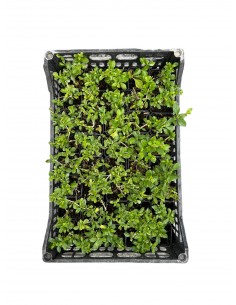 10 Piante di Duranta Repens... 2