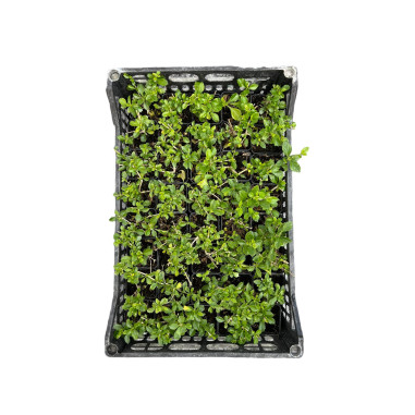 10 Piante di Duranta Repens Vaso 7cm- Piante Da Cespuglio|Mondo Piante