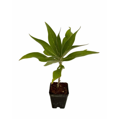 Echium Fastuosum Plant for Sale - Bush Plants Online | Mondo Piante