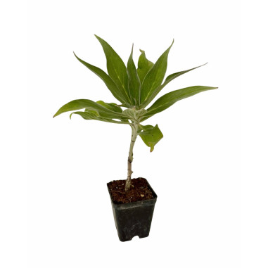 Echium Fastuosum Plant for Sale - Bush Plants Online | Mondo Piante
