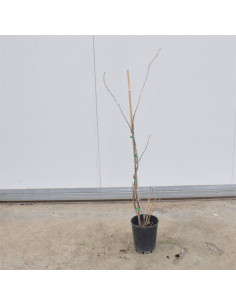 Pianta di Ribes Vaso 18cm | Frutti di Bosco | Mondo Piante