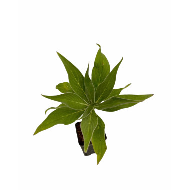 Echium Fastuosum Plant for Sale - Bush Plants Online | Mondo Piante