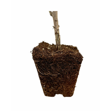 10 Piante di Echium Vaso 7cm -Vendita Piante Da Cespuglio|Mondo Piante