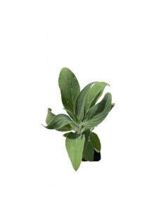 copy of Echium Fastuosum Plant