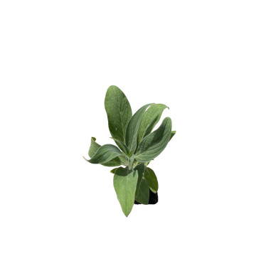 Echium Fastuosum Plant for Sale - Bush Plants Online | Mondo Piante
